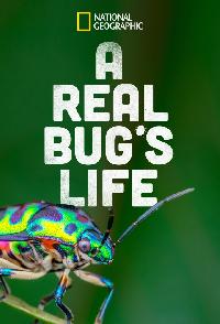 A Real Bugs Life
